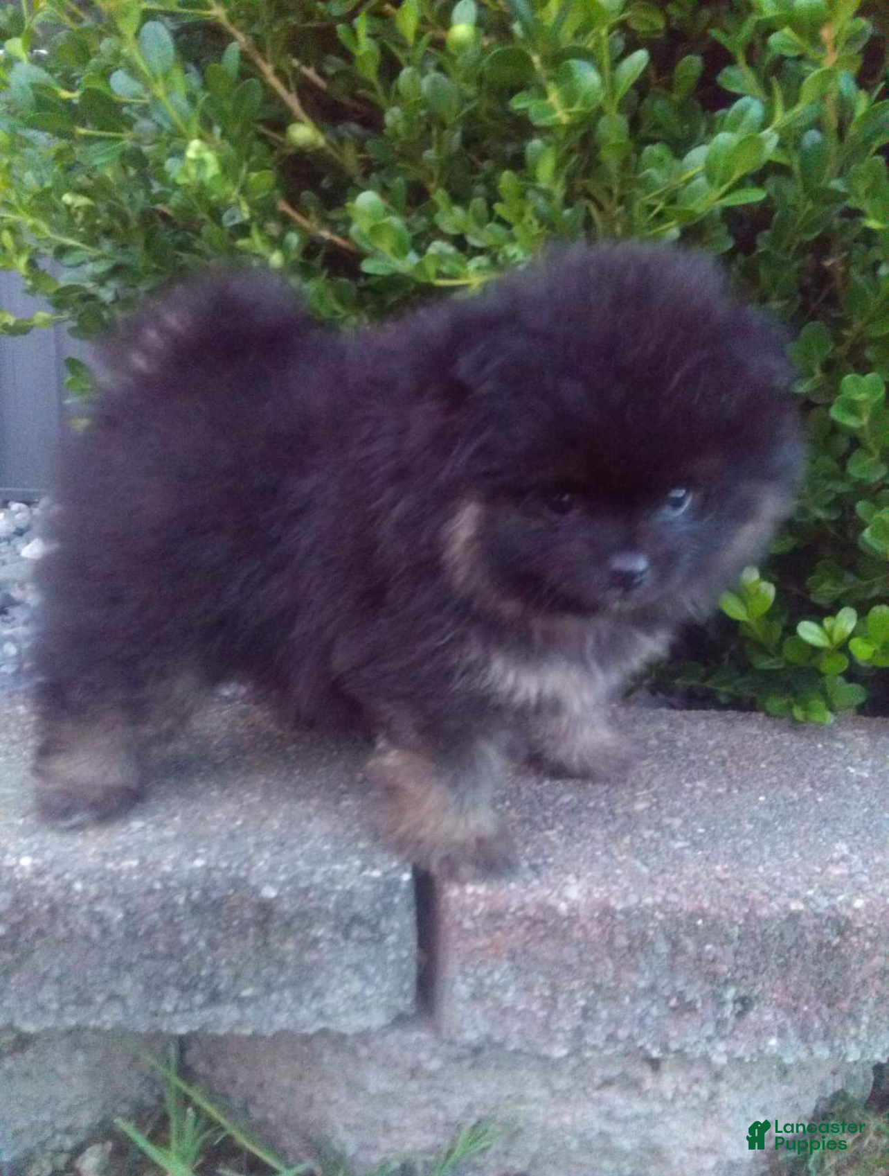 Pomeranian dogs Cody - Ad 2