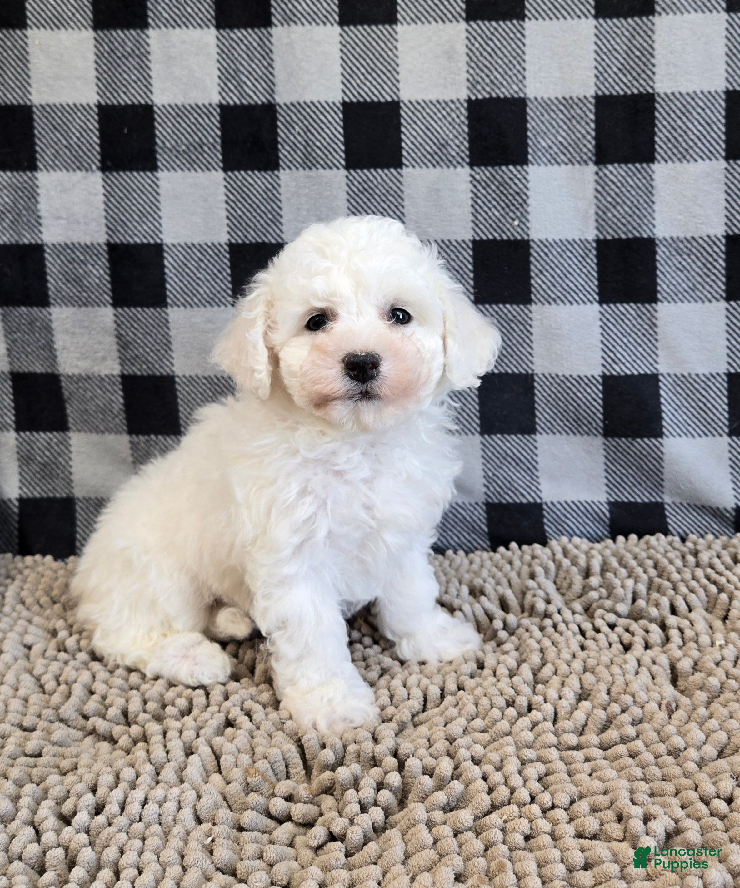 Bichon Frise dogs Belle - Ad 2