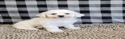 Bichon Frise dogs for sale: Belle - Ad 2