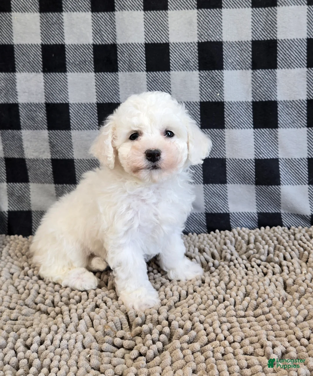 Bichon Frise dogs for sale: Belle - Ad 2