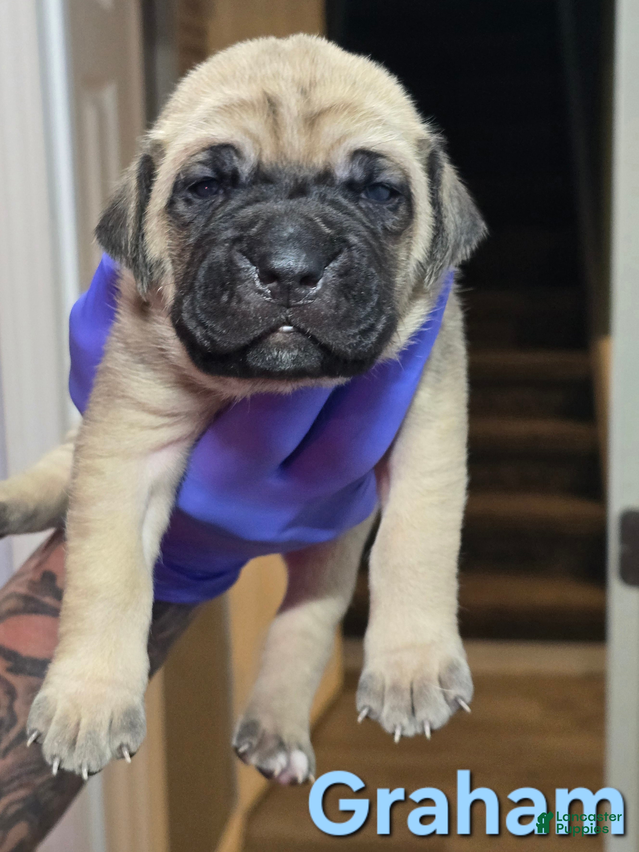 Fawn Cane Corso Puppies for sale Lancaster Puppies