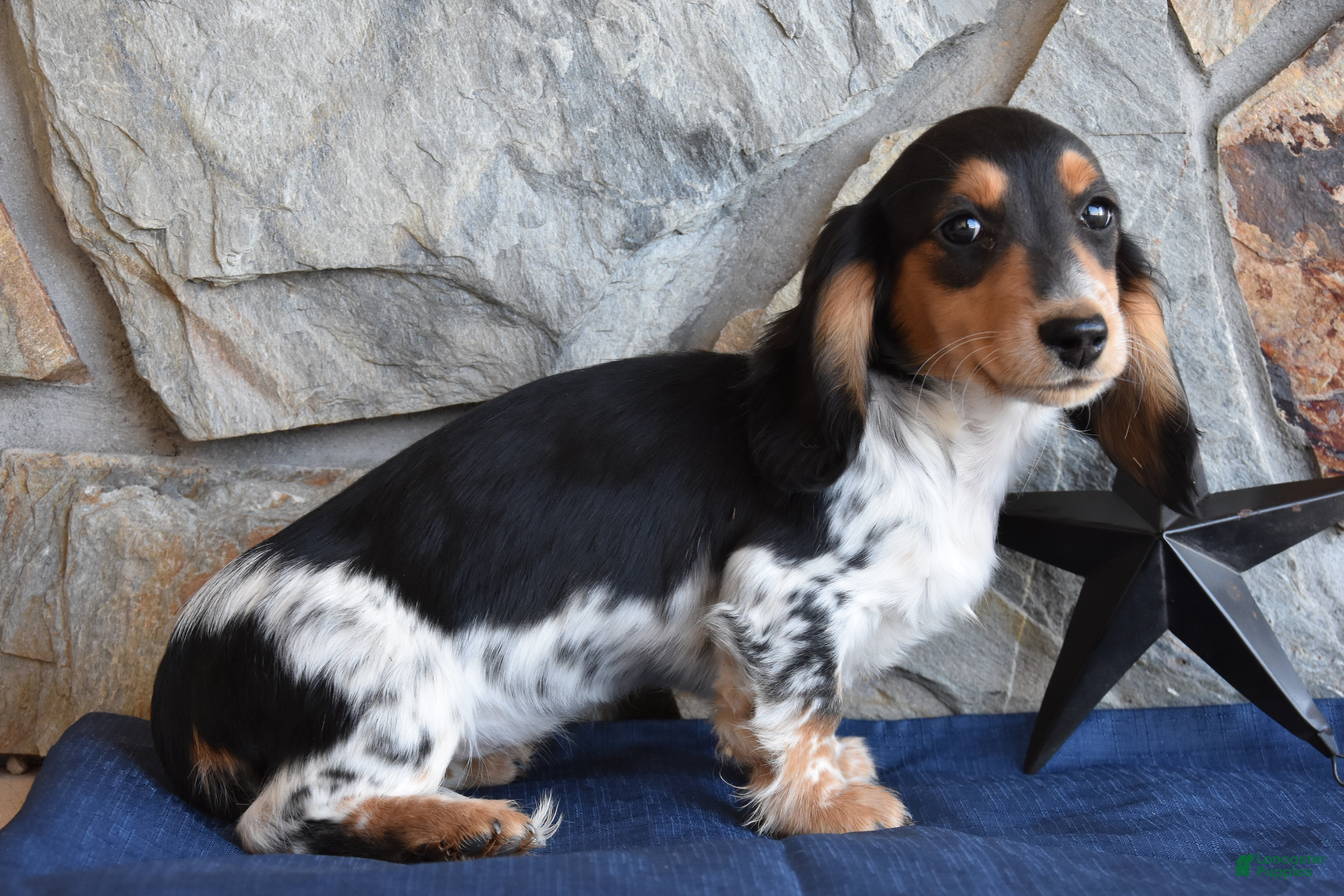 Miniature Dachshund dogs Abby - Ad 1