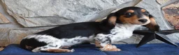 Miniature Dachshund dogs for sale: Abby - Ad 1