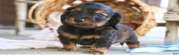Miniature Dachshund dogs for sale: Eddie Miniature Dachshund  - Ad 5
