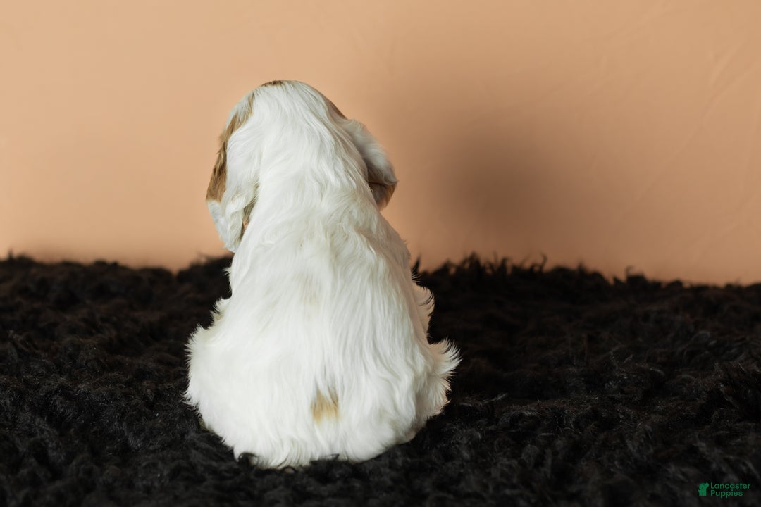 Cocker Spaniel dogs for sale: Freckles  - Ad 4