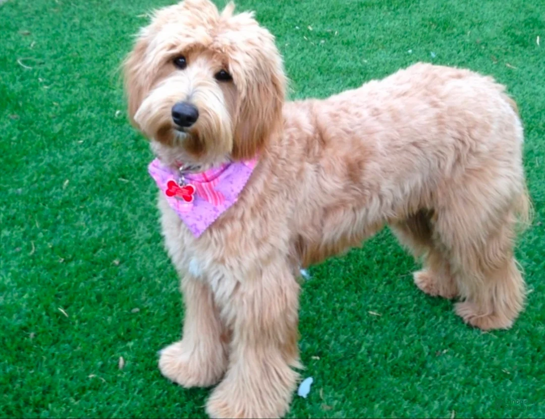 Goldendoodle dogs for sale:  Goldendoodle 'Mini'  Puppy 2 - Ad 3
