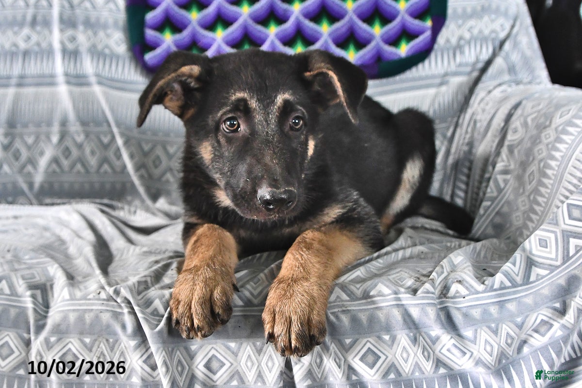 German Shepherd dogs Thomas - Ad 1