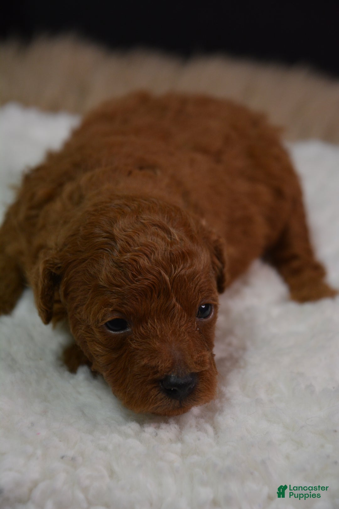 Toy Poodle dogs for sale: Toy Poodle Puppy 1 - Ad 13