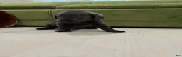 Labrador Retriever dogs for sale: Delta - Ad 2