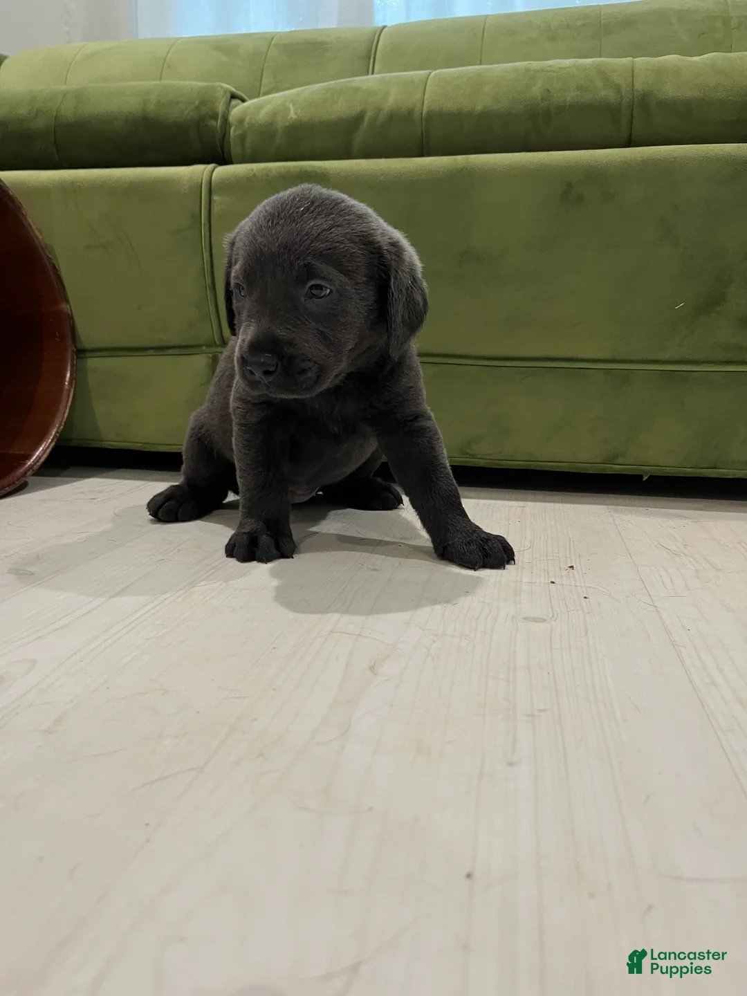 Labrador Retriever dogs for sale: Delta - Ad 2