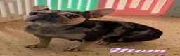 French Bulldog dogs for sale: Luna - Ad 6