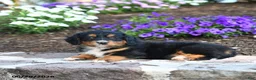 Mini Bernedoodle dogs for sale: Philip - Ad 3