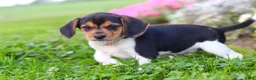 Beagle dogs for sale: Paisley - Ad 10