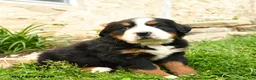 Bernese Mountain Dog dogs for sale: Greta - Ad 3