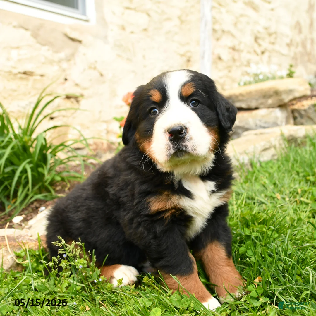 Bernese Mountain Dog dogs for sale: Greta - Ad 3