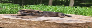German Shepherd 11 Trusa