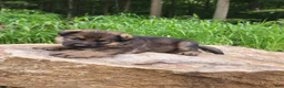 German Shepherd dogs for sale: German Shepherd 11 Trusa - Ad 1