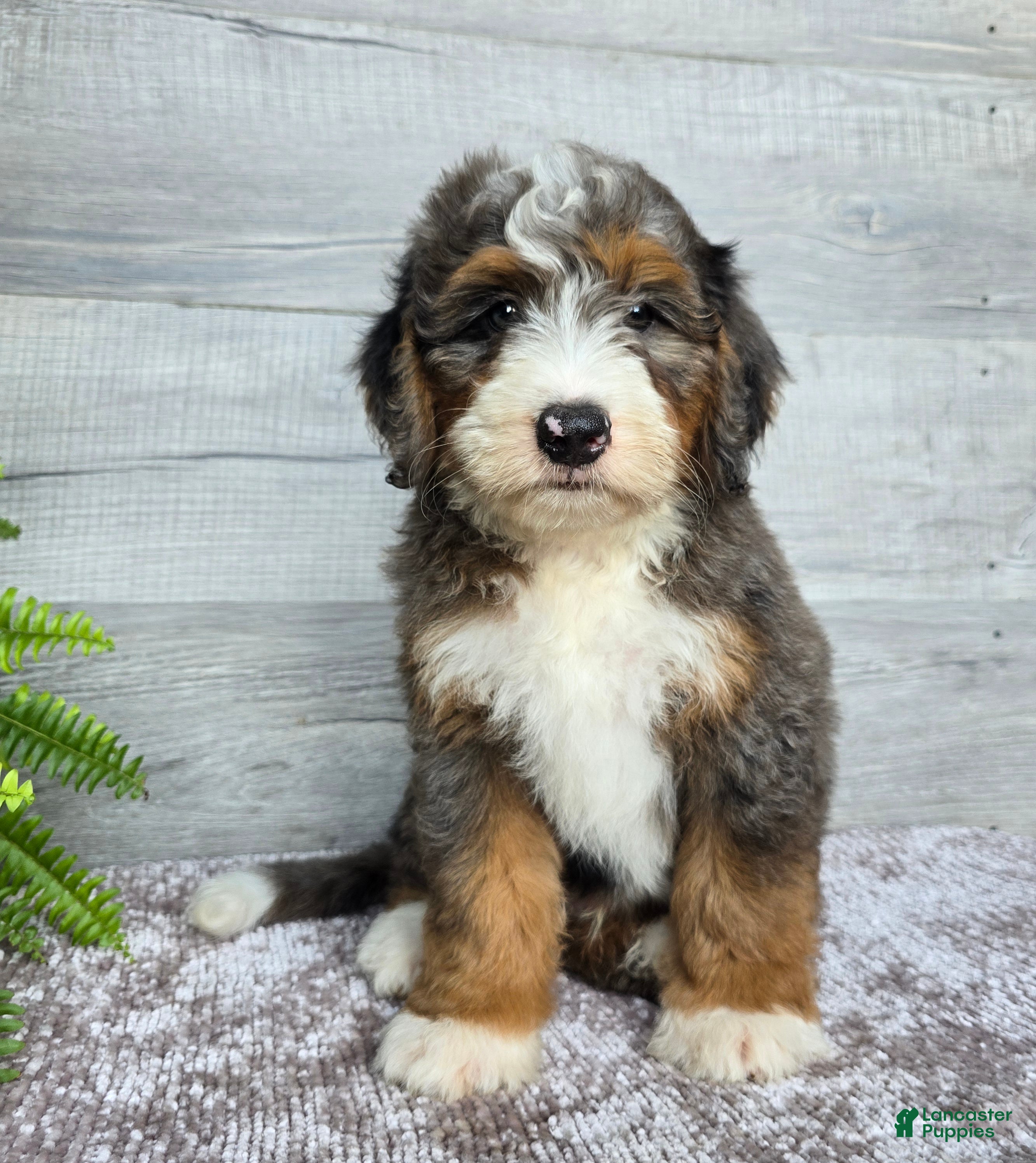 Mini Bernedoodle dogs Mini Jett - Ad 1