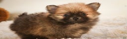 Pomeranian dogs for sale: Bingley - Ad 11