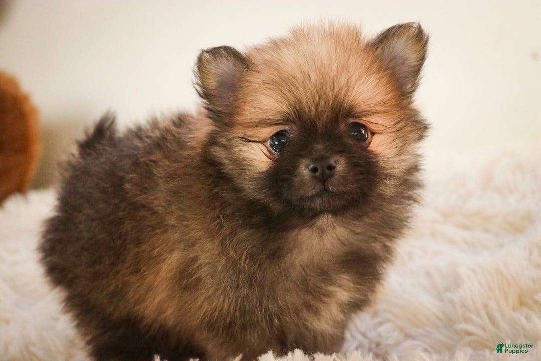 Pomeranian dogs for sale: Bingley - Ad 11