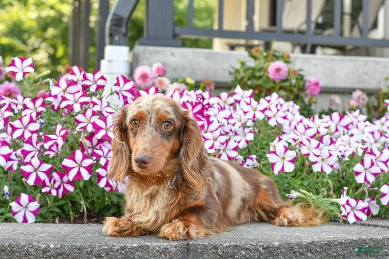 Miniature Dachshund dogs for sale: AKC-Bobby - Ad 12