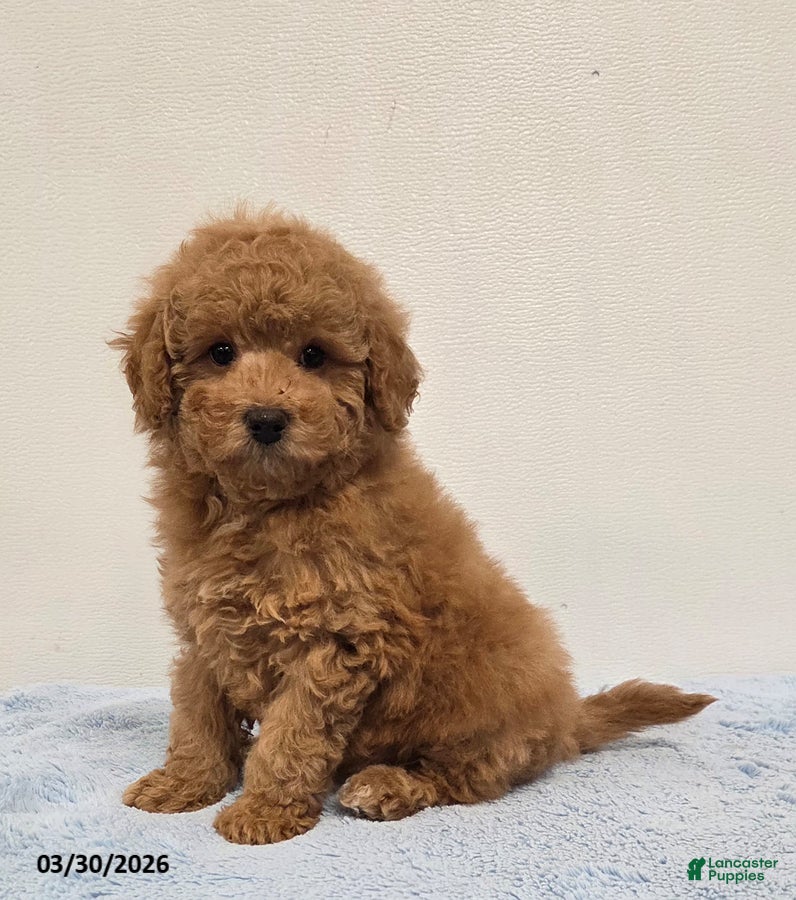 Mini Goldendoodle dogs Casey - Ad 1