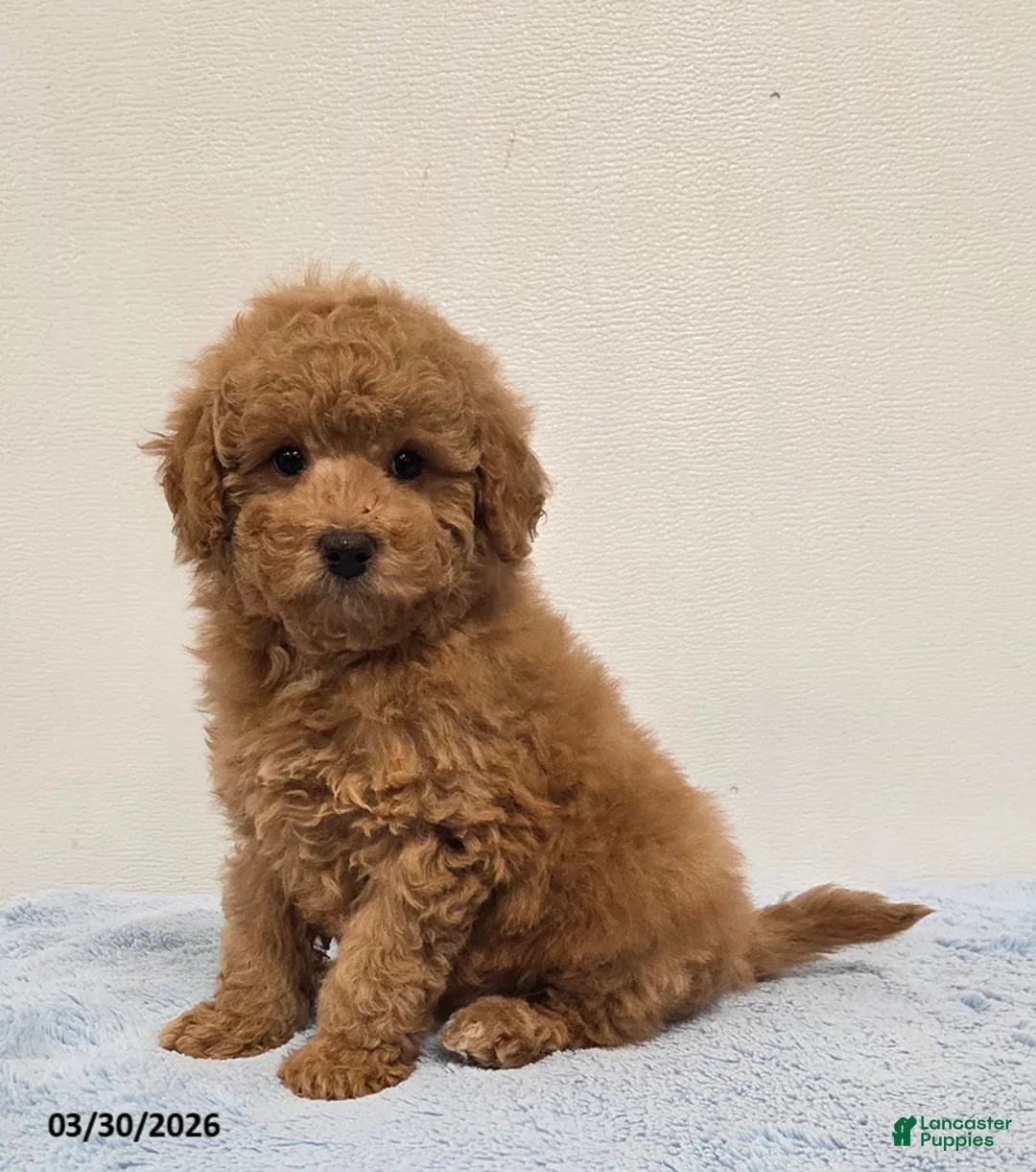 Mini Goldendoodle dogs for sale: Casey - Ad 1