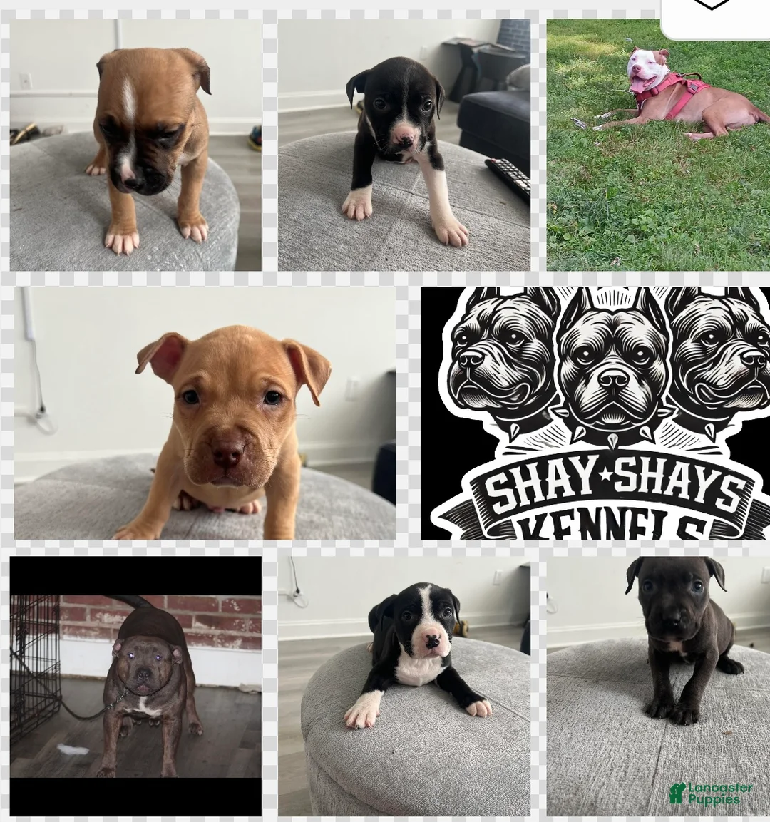 American Bully dogs for sale: American Bully Puppy 2 - Ad 3