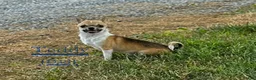 Chihuahua dogs for sale: Finley  - Ad 5