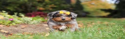 Mini Bernedoodle dogs for sale: Billie - Ad 3
