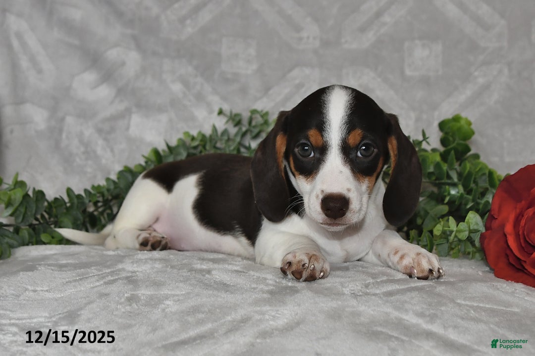 Dachshund dogs for sale: Della - Ad 5