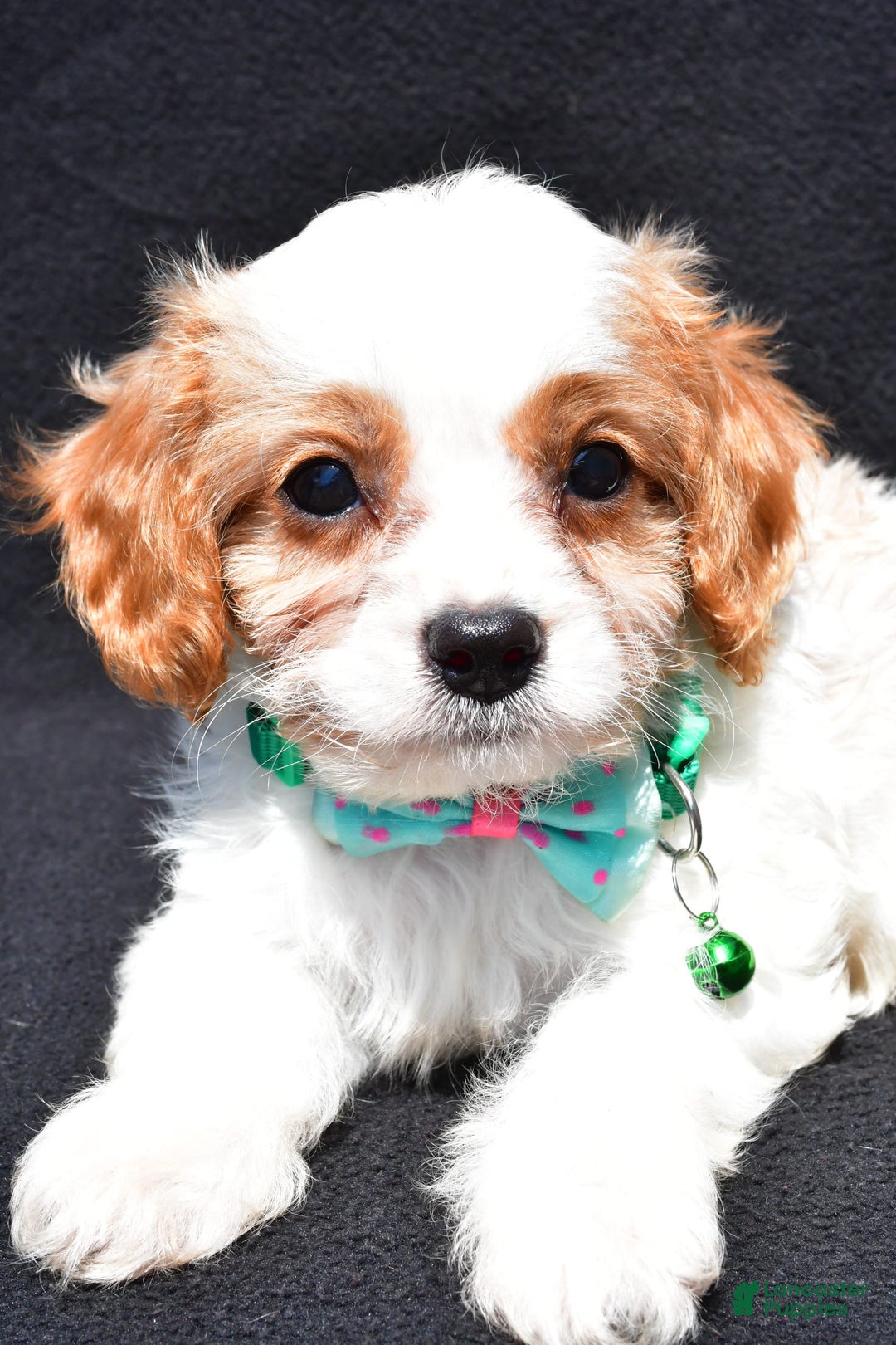 Cavapoo dogs for sale: Parker - Ad 5