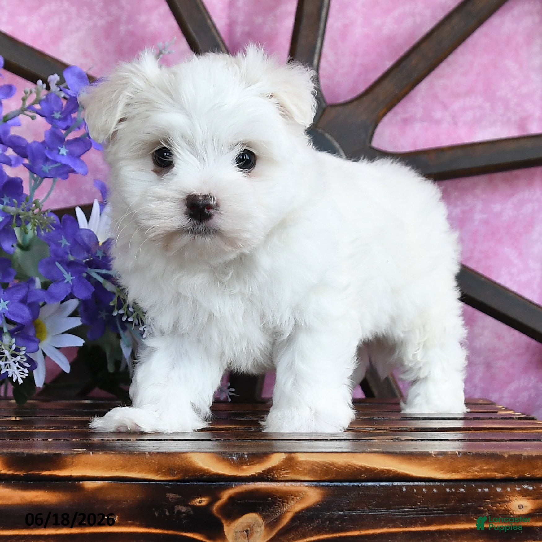 Maltese dogs Opie - Ad 1