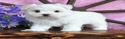 Maltese dogs for sale: Opie - Ad 4