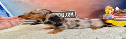 Miniature Dachshund dogs for sale: AKC Show Dapple- Russian - Ad 8