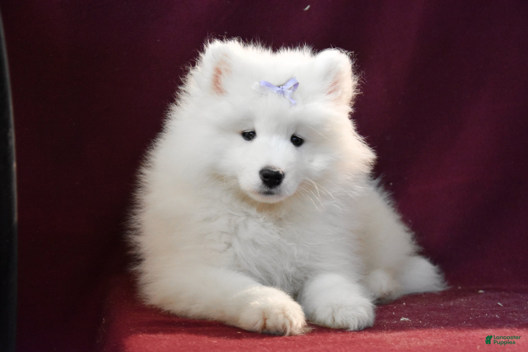 Samoyed dogs Darlin' - Ad 1