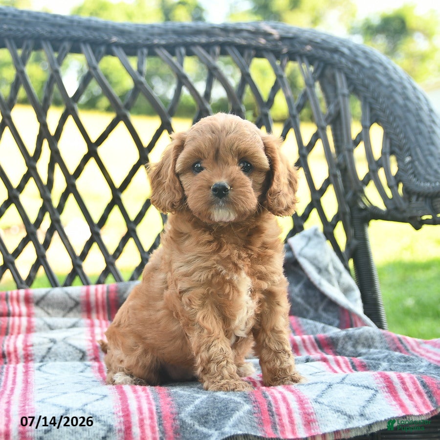 Cavapoo dogs Whimsy  - Ad 1