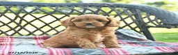 Cavapoo dogs for sale: Whimsy  - Ad 1