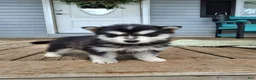Pomsky dogs for sale: Diamond  - Ad 11