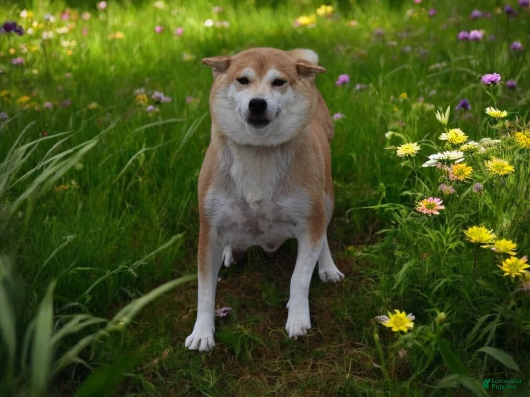 Shiba Inu dogs for sale: Blizzard  - Ad 10