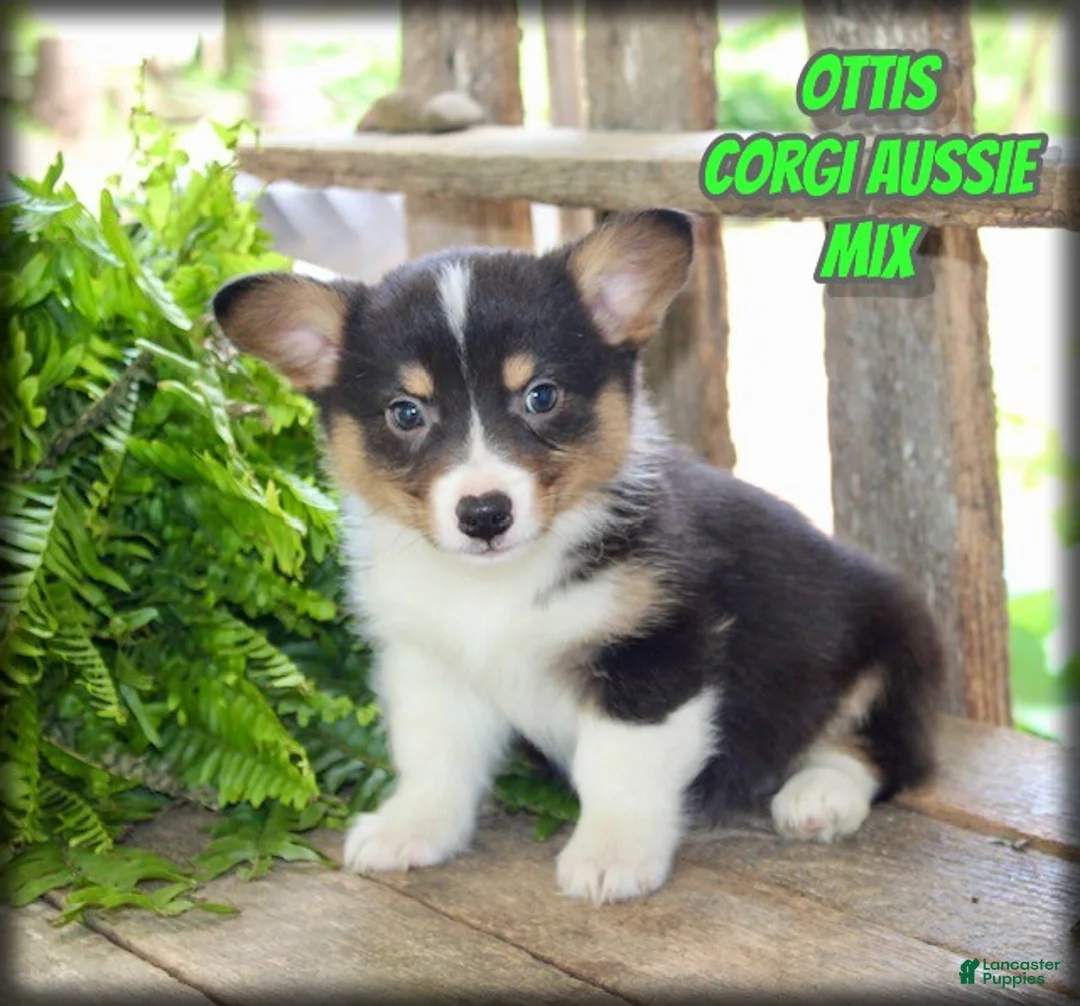 Mixed Breed dogs for sale: Ottis - Ad 1