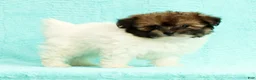 Pomapoo dogs for sale: Gibson - Ad 3