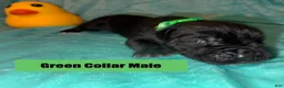 Cane Corso dogs for sale: Brown Collar Female - Ad 8