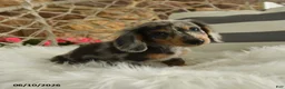 Dachshund dogs for sale: Jake - Ad 5
