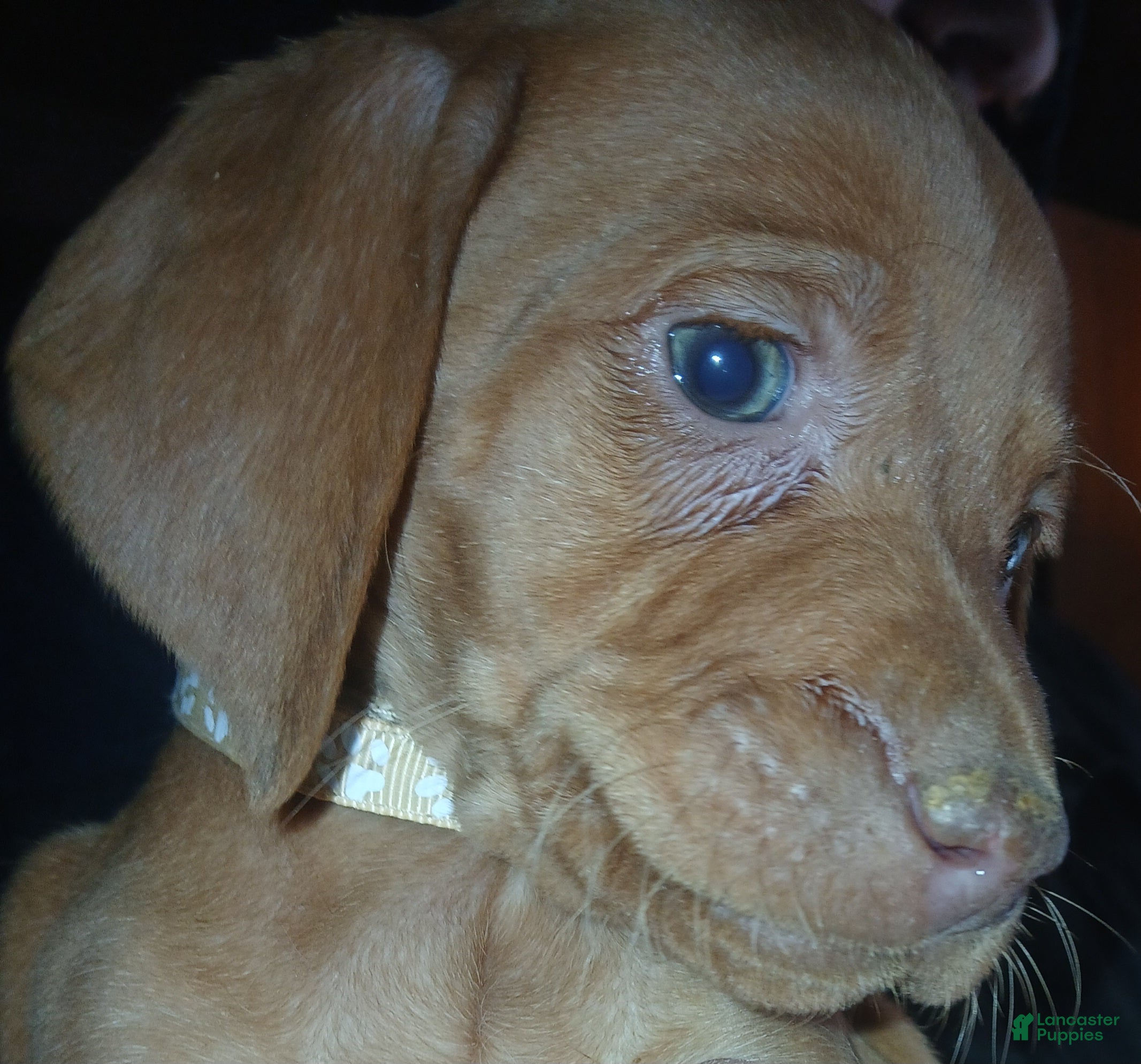 Vizsla dogs Vizsla Puppy 1 - Ad 22