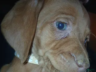 Vizsla dogs Vizsla Puppy 1 - Ad 22