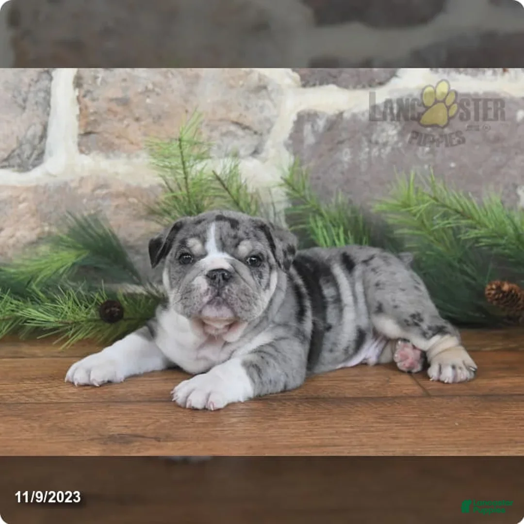 Gallery Image {{count}}