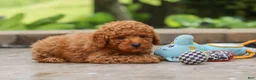 Miniature Poodle dogs for sale: Karter - Ad 3