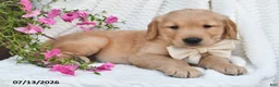 Golden Retriever dogs for sale: Champ - Ad 4