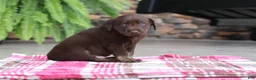 Labrador Retriever dogs for sale: Charlie - Ad 4